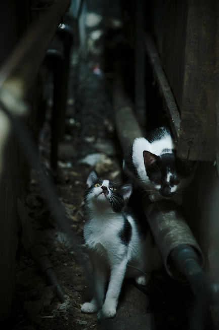 乐鱼vip-五大联赛战术执行难度是否因视频分析而降低，五大联赛的赛制