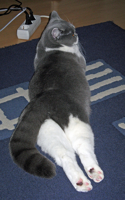 体育新闻中心联合科研团队建立内容算法评估标准