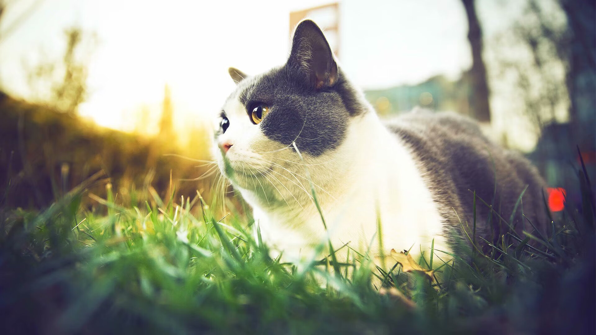 赛季中比赛节奏与联赛类型之间是否有关联性,联赛机制