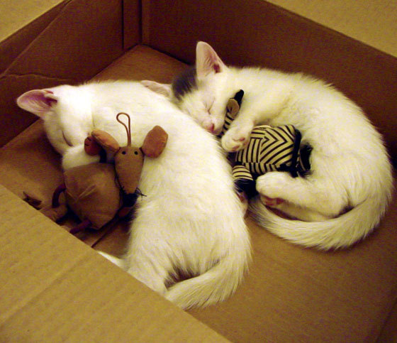 都灵持续稳定表现提升积分排名,都灵态度怎么样