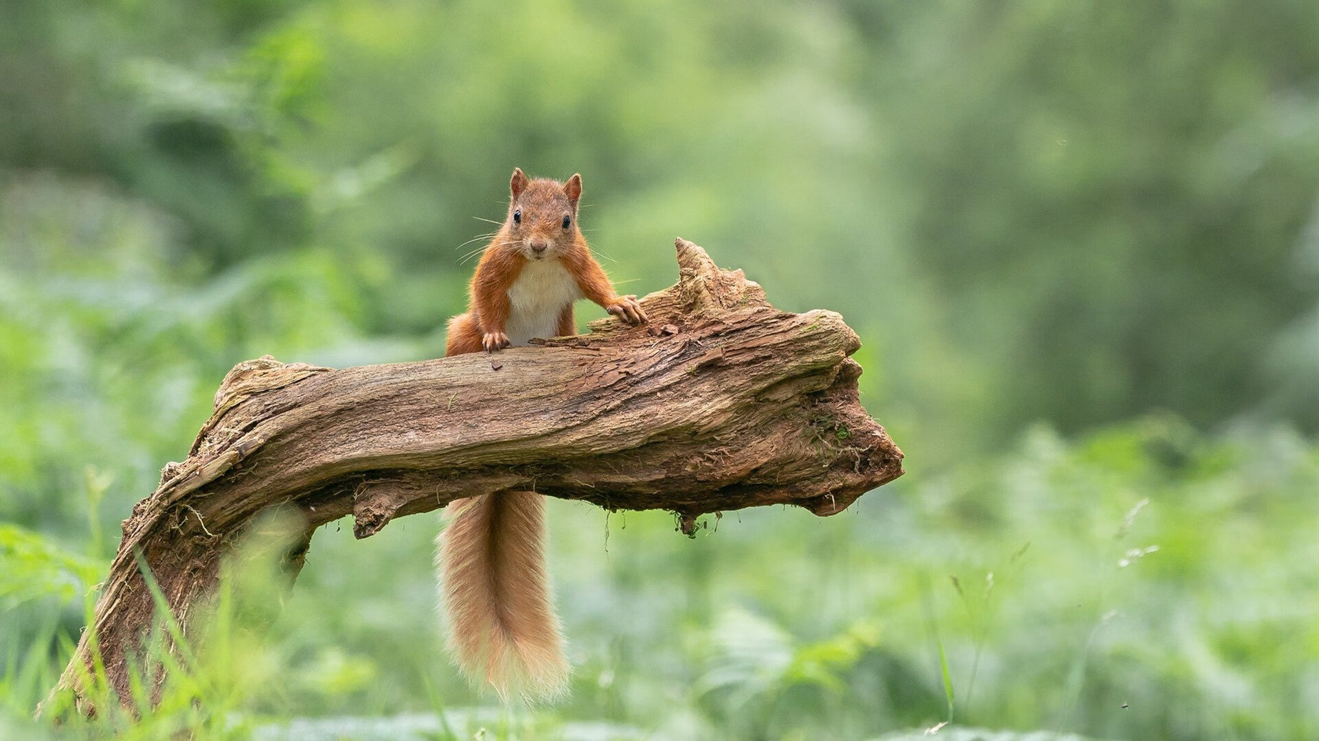 中国足球职业联赛举办新型线上赛事活动,中国实行足球职业联赛