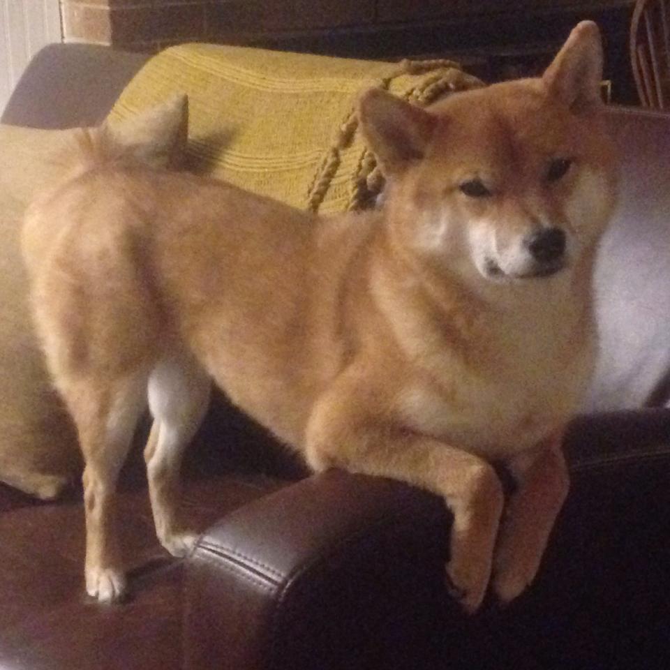 国字号球队分年龄梯队集训系统化程度提升，国字号球队是什么意思