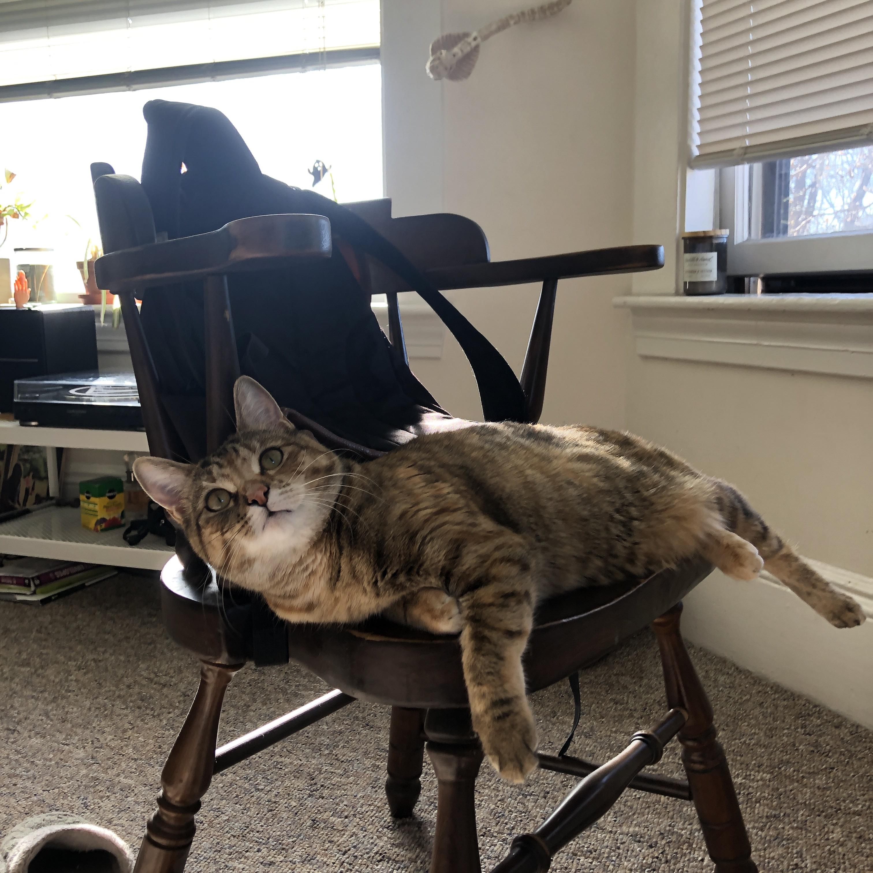 巴巴多斯男篮在加勒比赛场中夺冠，体育合作日益紧密，巴巴多斯和中国