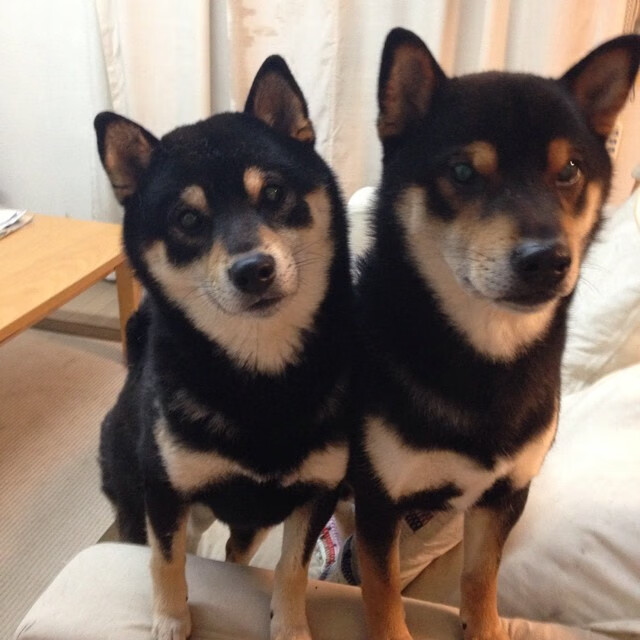 乐鱼体育(中国)官方网站-混合泳对决摩纳哥沉着冷静，混合泳决赛视频