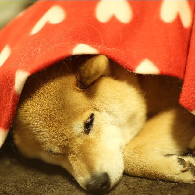 灰熊加强高位配合增加外线出手机会，灰熊外线防守大闸