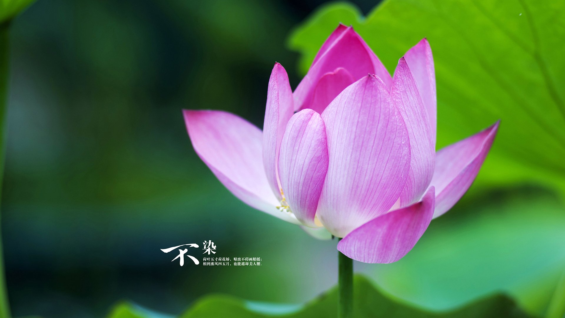 特斯·冯·迪克：凭借精确传球，成为南非队进攻和防守转换的关键人物