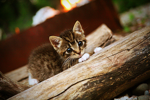 乐鱼体育-篮网公布新赛季球员宣传照片，篮网新球衣图片