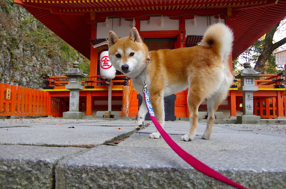 乐鱼电竞在线平台-美洲杯逆境中的英雄：神勇救场成经典，美洲杯精彩